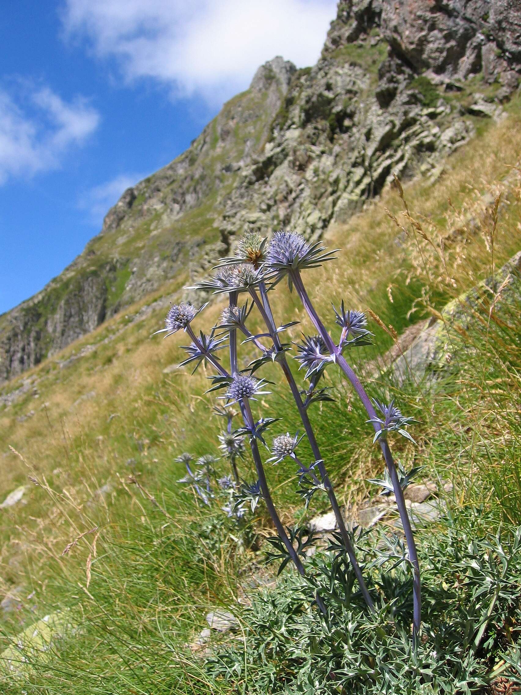 Imagem de Eryngium bourgatii Gouan