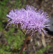 Image of Pinked Mistflower