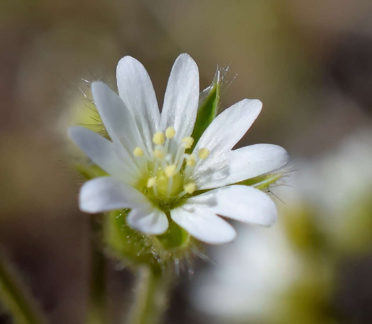 صورة Cerastium brachypetalum Desf. ex Pers.