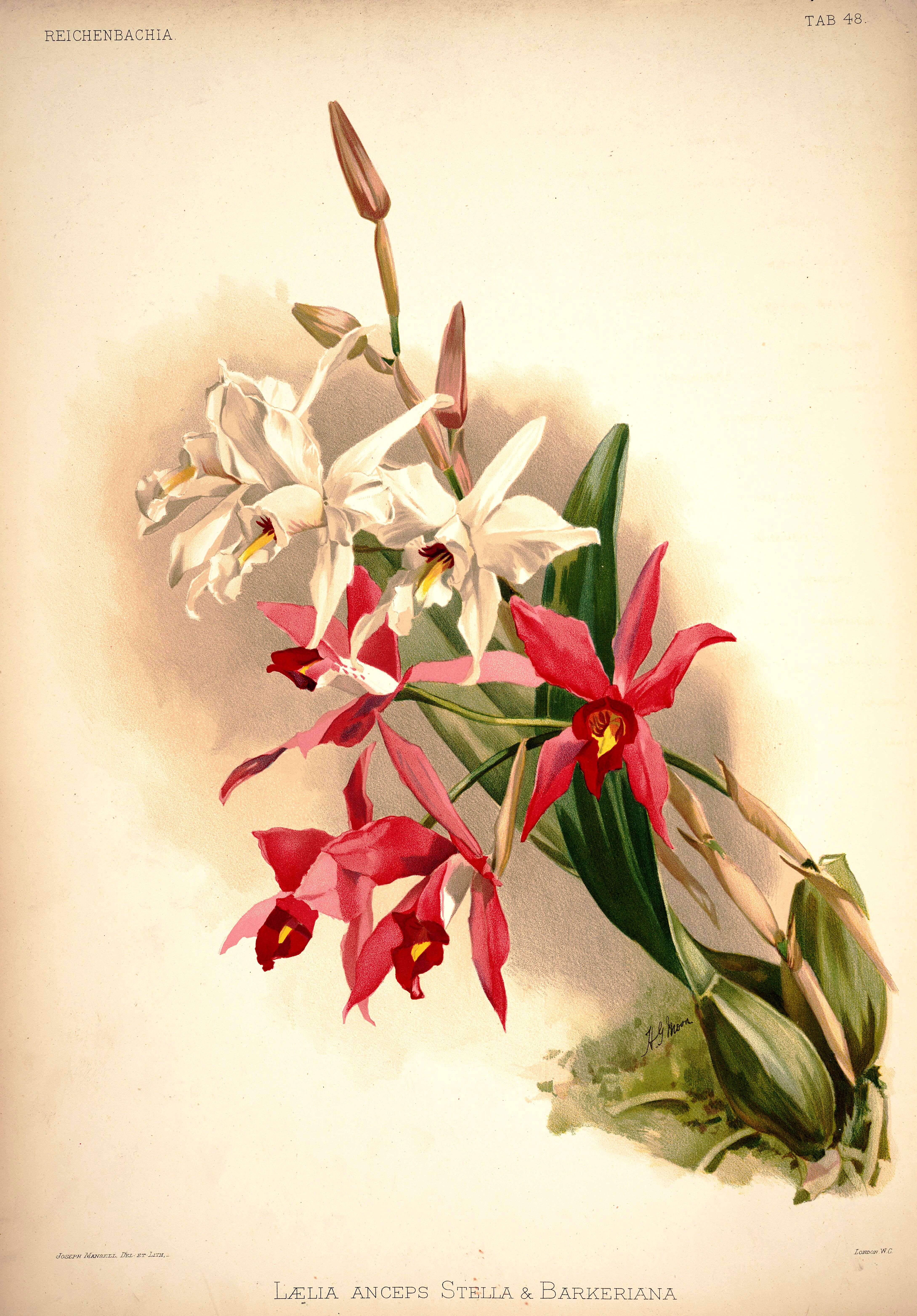 Image of Laelia anceps Lindl.