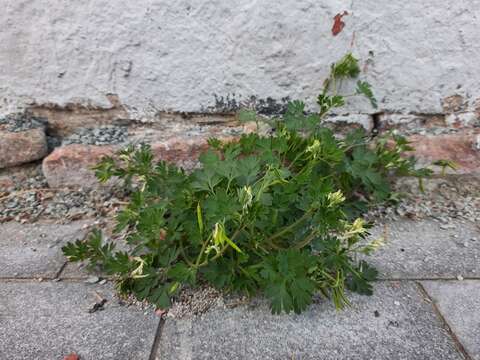 Corydalis capnoides (L.) Pers. resmi