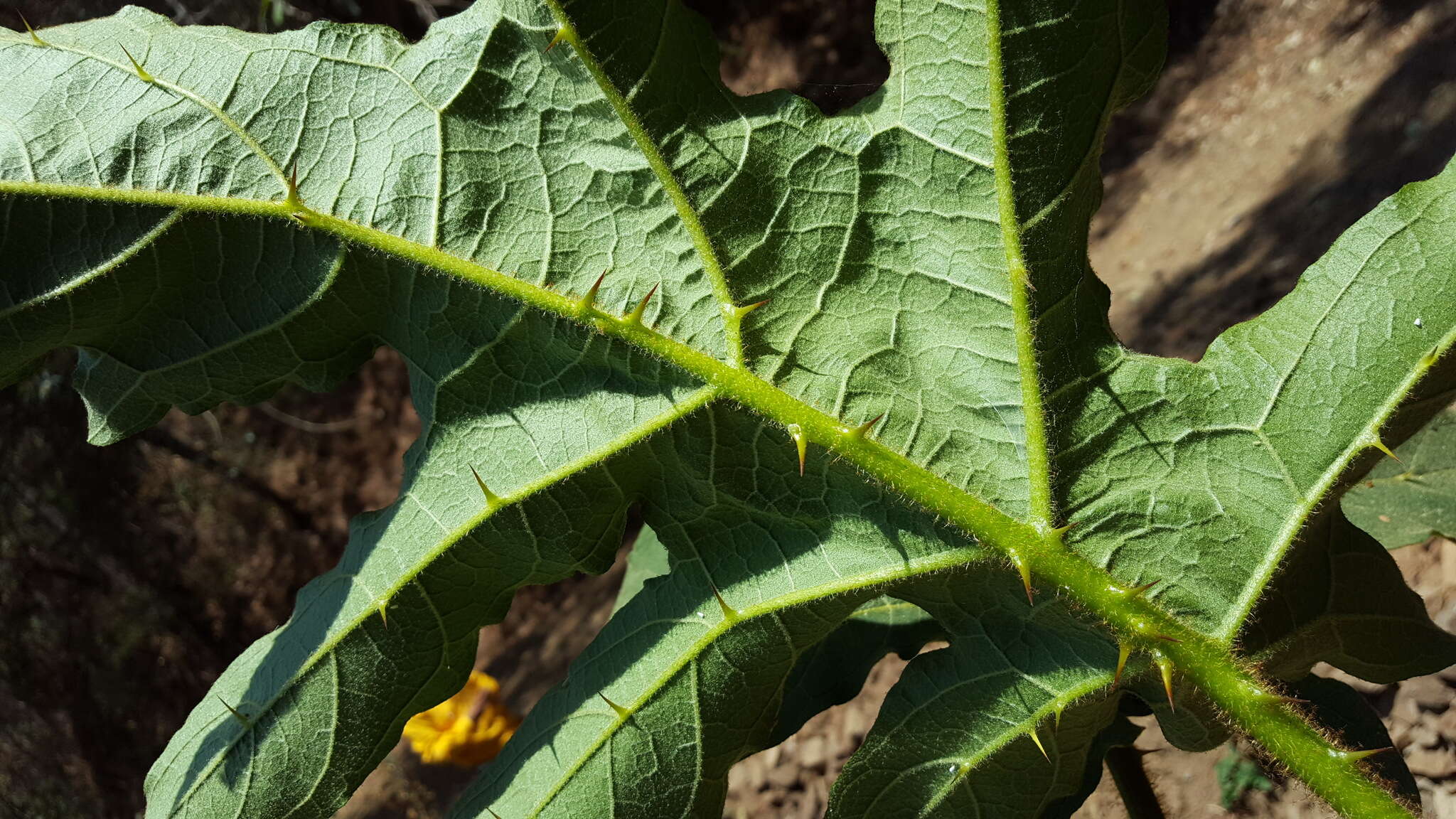 Solanum chrysotrichum Schltdl.的圖片