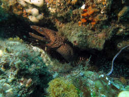 Image of Australian mottled moray