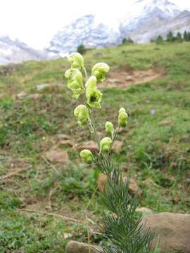 Image of yellow monkshood