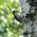 Image of Beautiful Woodpecker