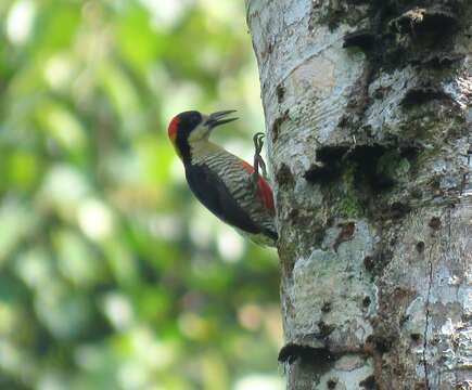 Слика од Melanerpes pulcher Sclater & PL 1870