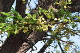 Imagem de Vachellia robusta (Burch.) Kyal. & Boatwr.