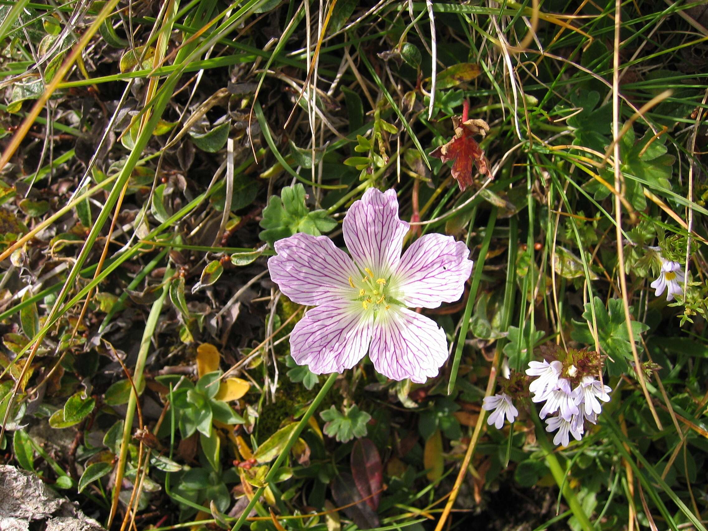 Image of ashy cranesbill