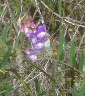 Image of Sara Orangetip