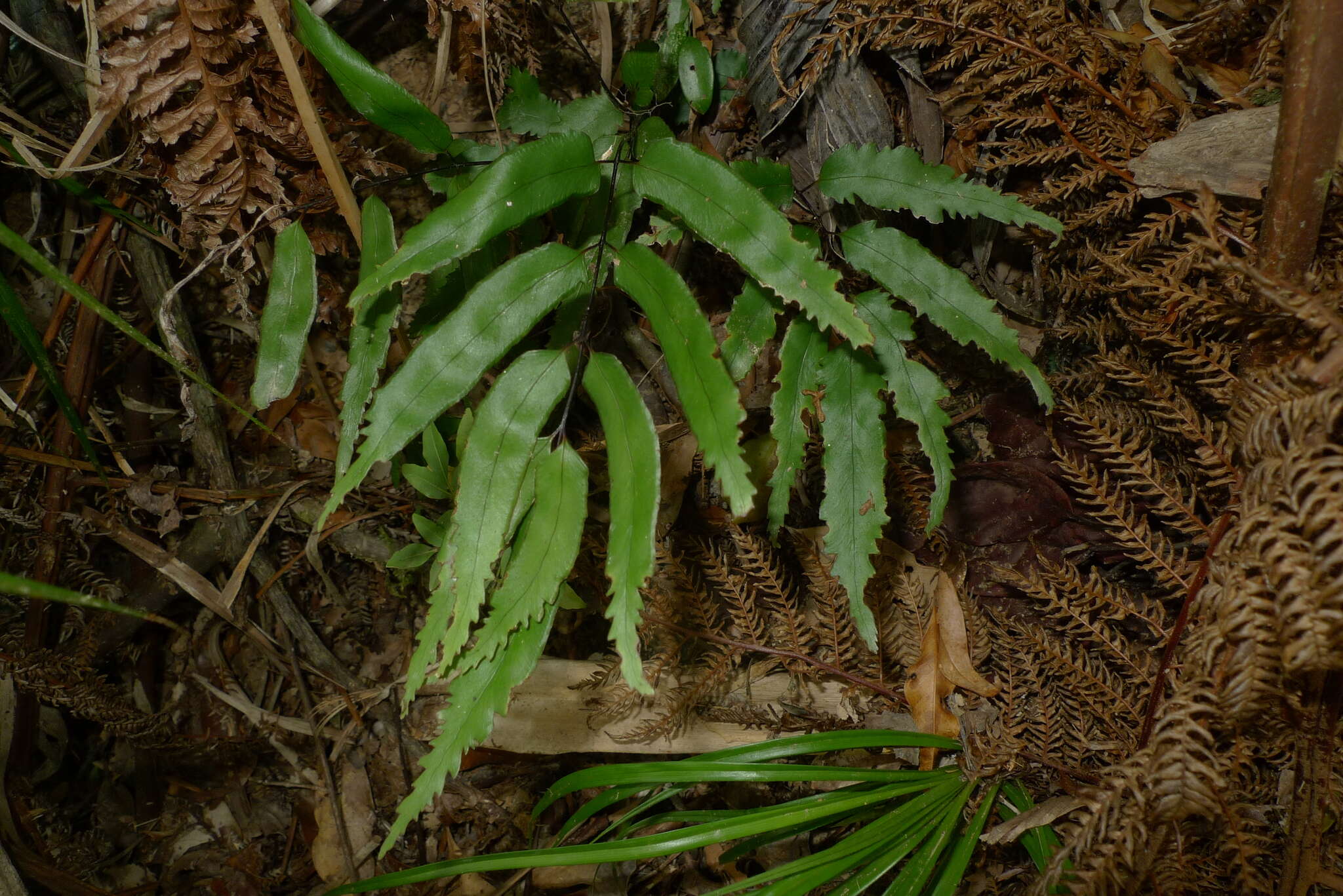 Image of Lindsaea vieillardii Mett.