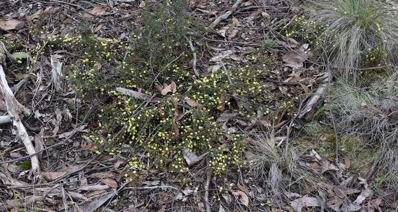 Imagem de Acacia aculeatissima J. F. Macbr.