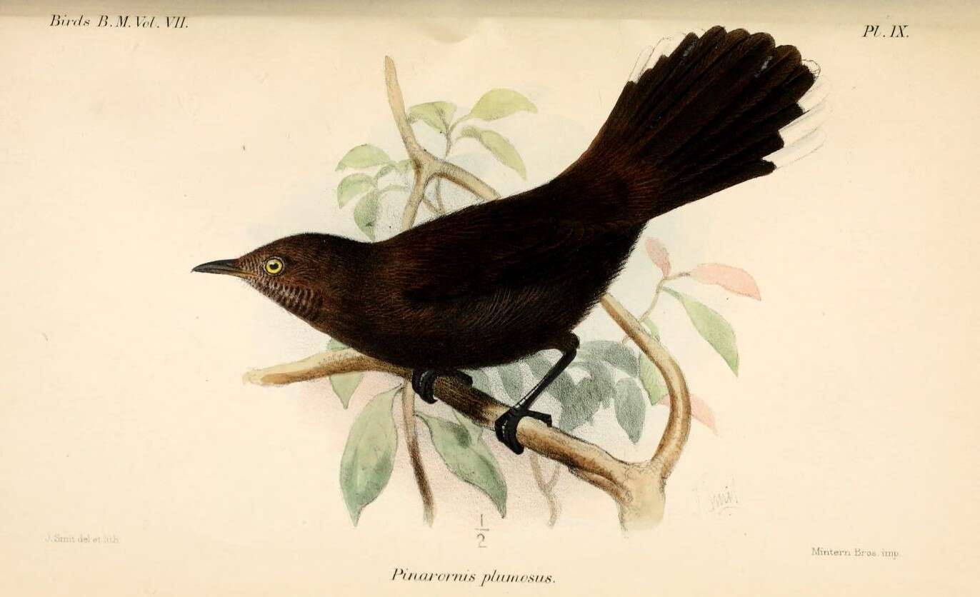 صورة Pinarornis Sharpe 1876