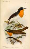 Image of Stiphrornis Hartlaub 1855