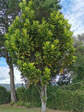 Image of fiddle-leaf fig