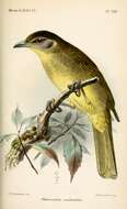 Image of Yellow-bellied Greenbul