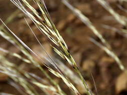 Plancia ëd Stipagrostis ciliata var. capensis (Trin. & Rupr.) De Winter