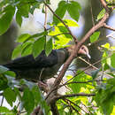 Image of Eastern Bronze-naped Pigeon
