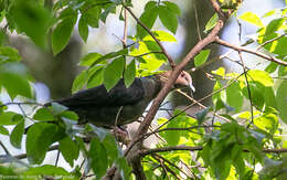 Image of Eastern Bronze-naped Pigeon