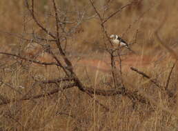 Image of White Helmet Shrike