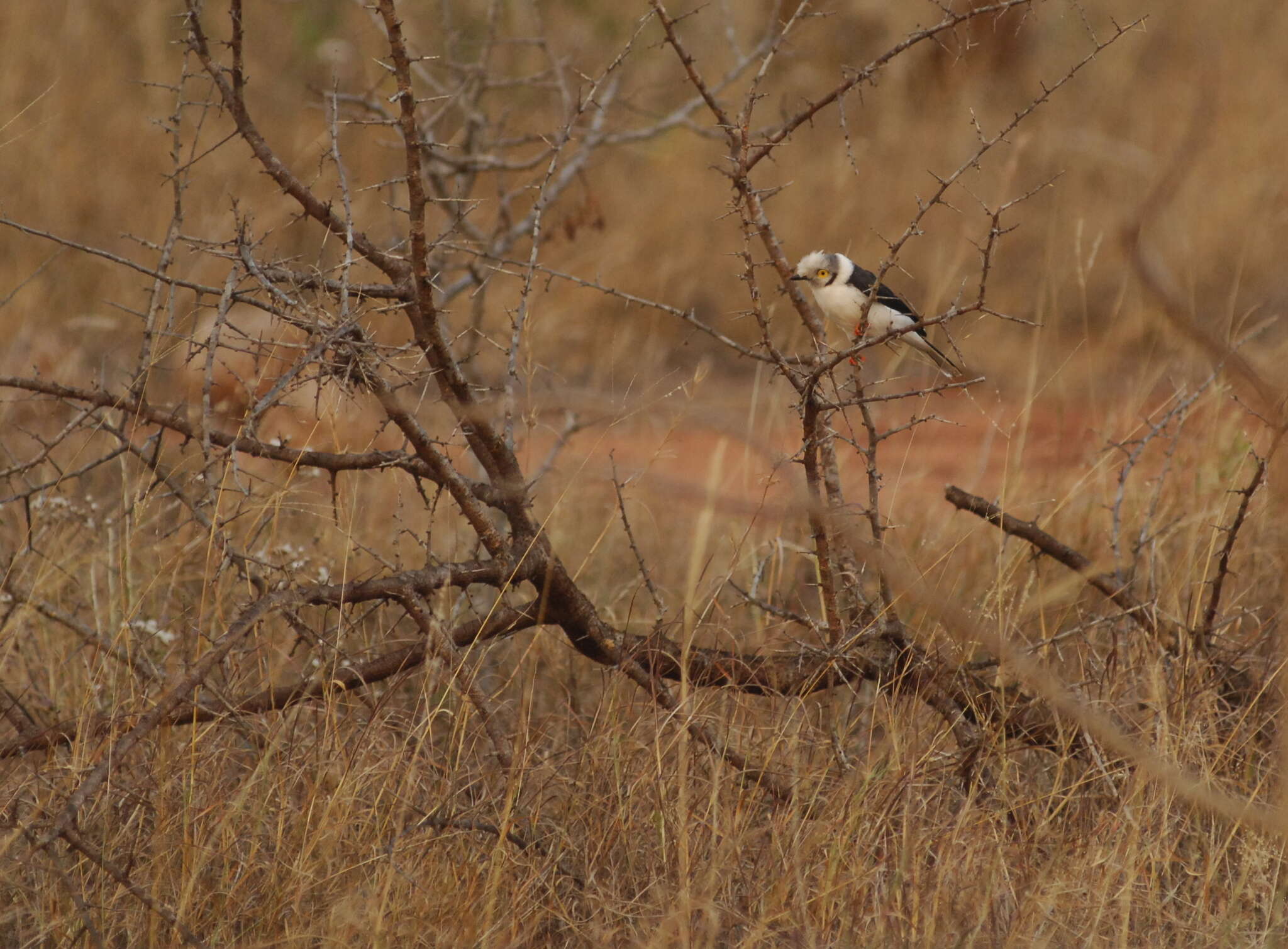 Image of White Helmet Shrike