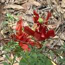 Image of Passiflora aurantia Forst. fil.