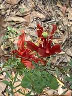 Image de Passiflora aurantia Forst. fil.