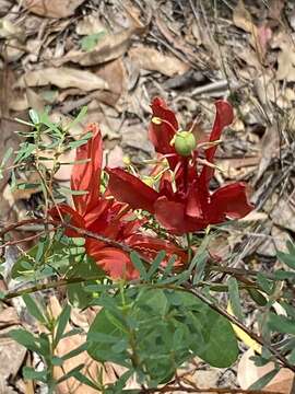 Image de Passiflora aurantia Forst. fil.