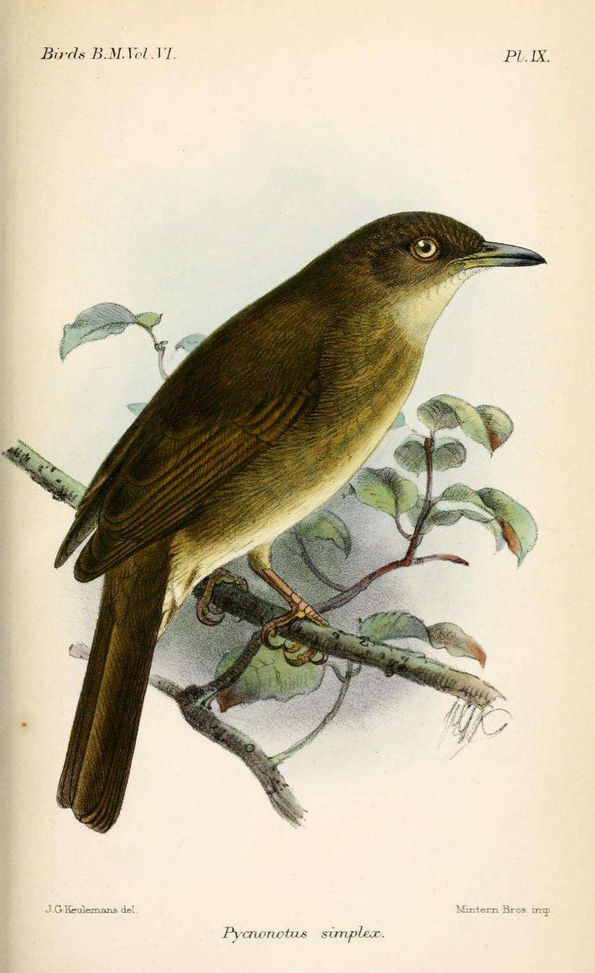 Image of Cream-vented Bulbul