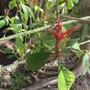 Image de Aphelandra scabra (Vahl) Sm.