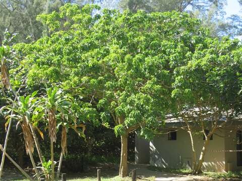 Image of Ficus polita subsp. polita