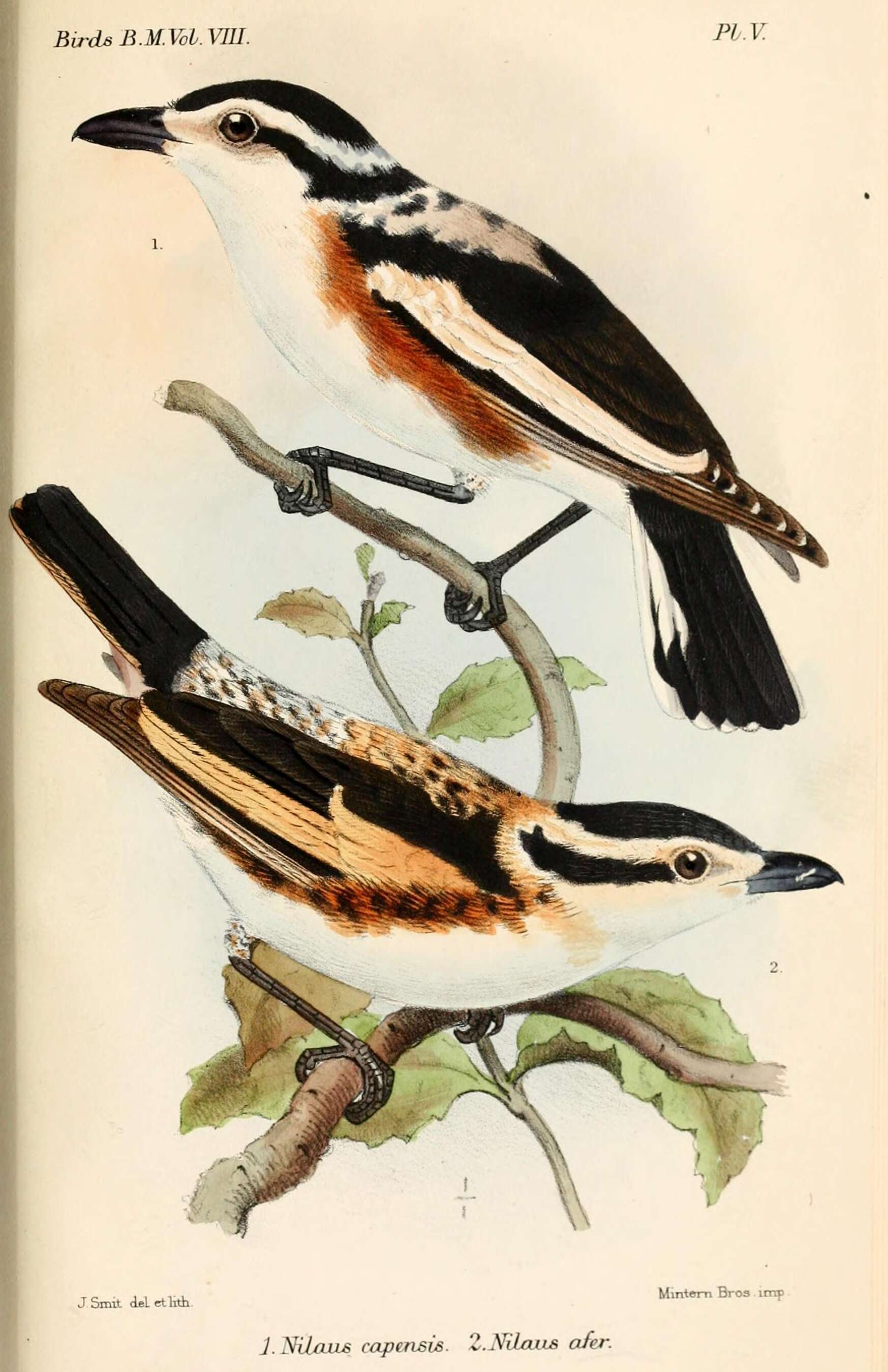 Image of Bushshrike