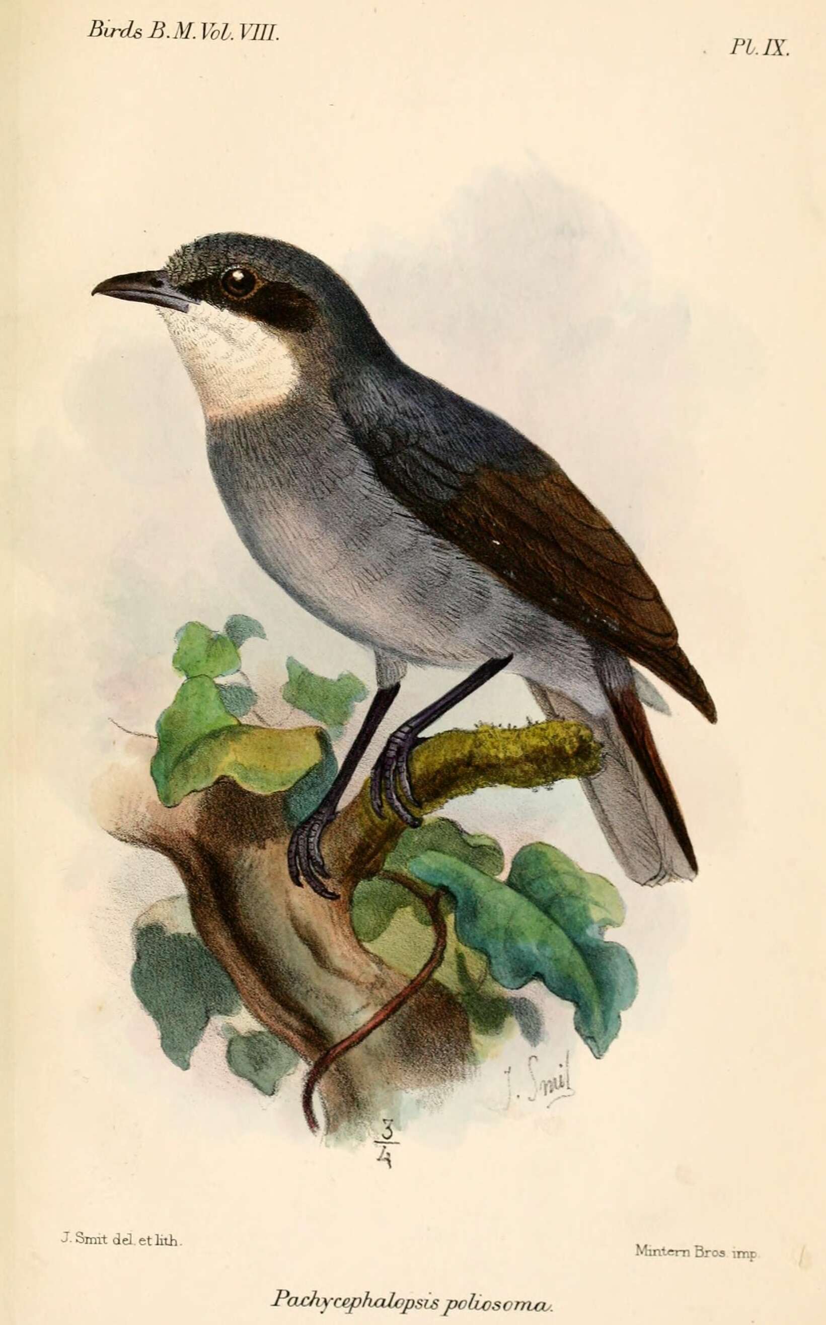 Image of White-eyed Robin