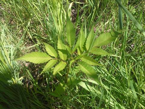 صورة Bidens frondosa L.