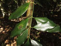 Garcinia gerrardii Harv.的圖片