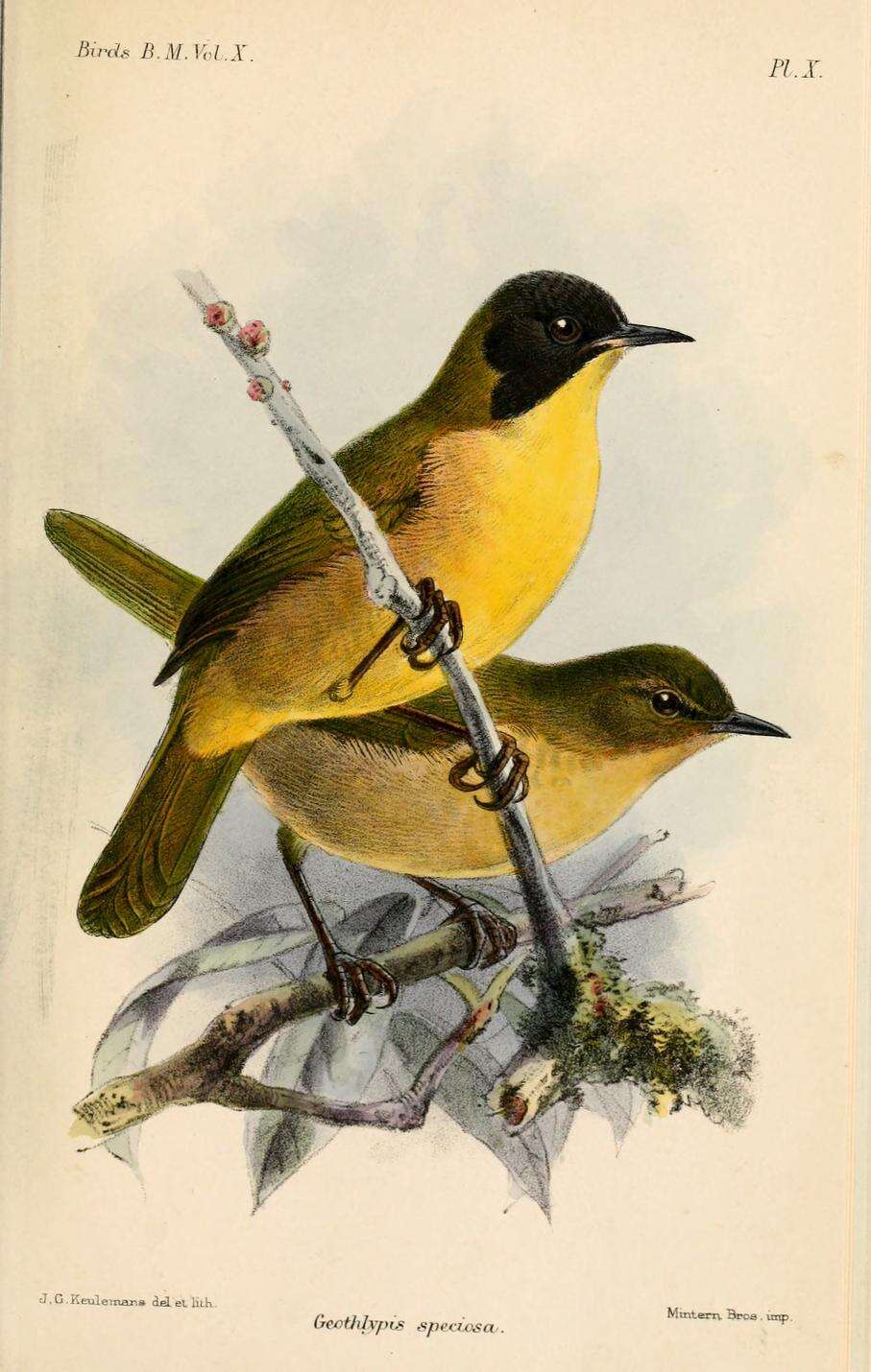 Image of Geothlypis Cabanis 1847