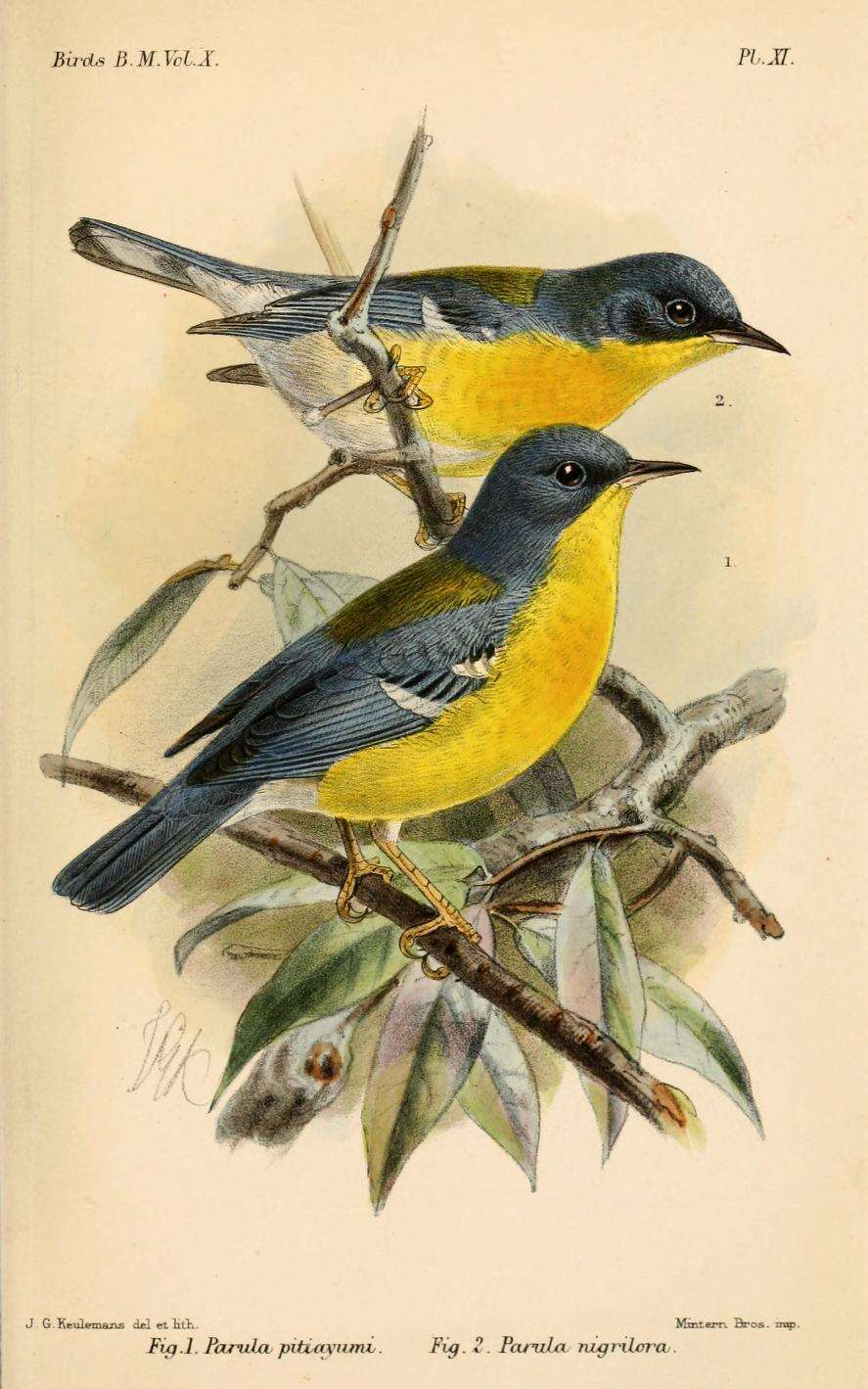 Image of Setophaga Swainson 1827