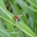 Image of Oxaea flavescens Klug 1807