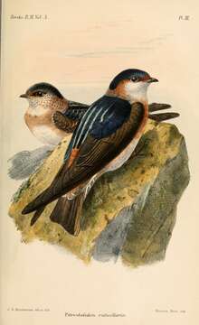 Petrochelidon rufocollaris (Peale 1849) resmi