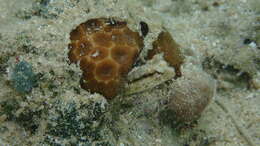 Image of Smooth blenny