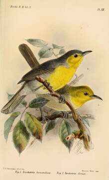 Image of Yellow-headed Warbler