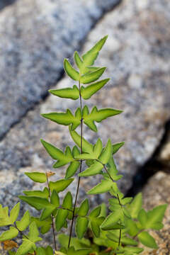 Sivun Cheilanthes lozanoi var. seemannii (Hook.) Mickel & Beitel kuva