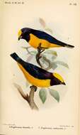 Image of Finsch's Euphonia