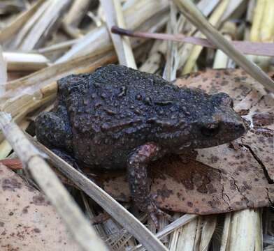 Image of Bibron’s Toadlet