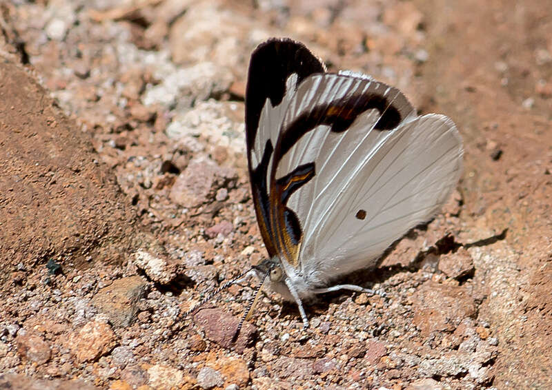 Plancia ëd Dynamine myrrhina Doubleday (1849)