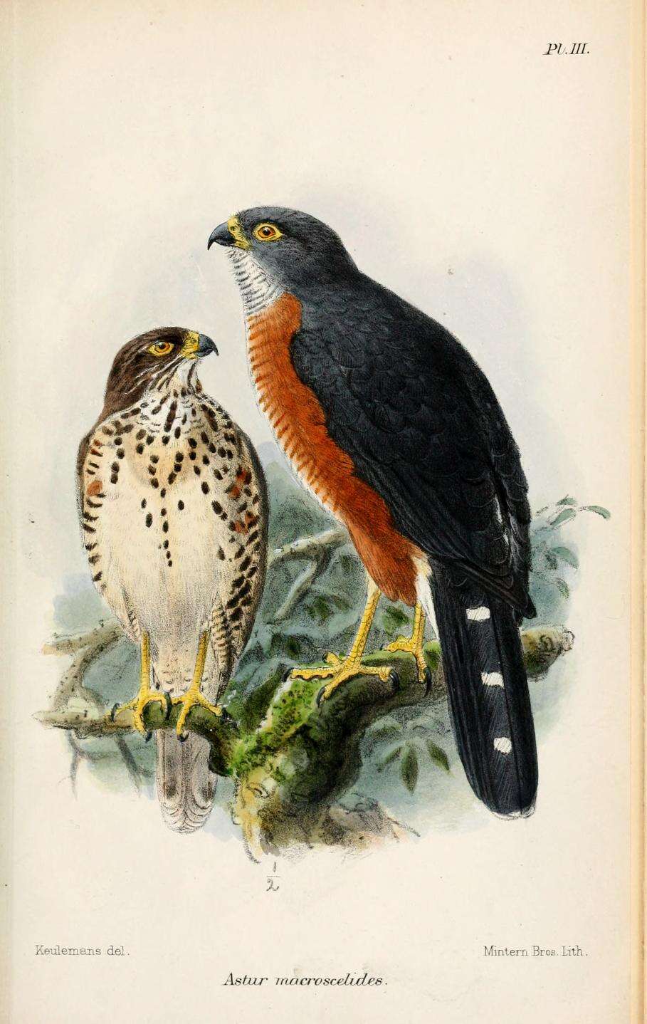 Image of Red-chested Goshawk