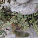 Image of Asplenium ruta-muraria subsp. ruta-muraria