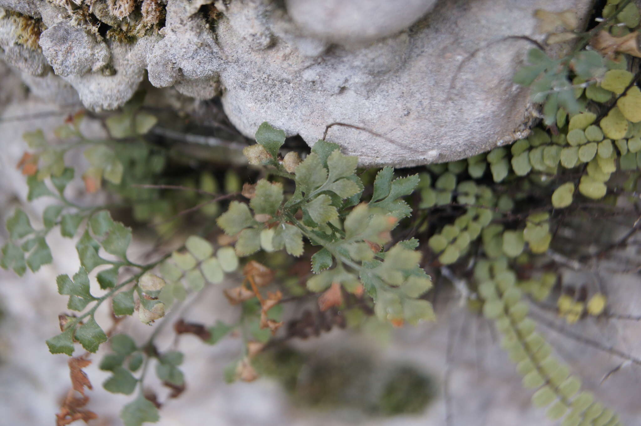 Sivun Asplenium ruta-muraria subsp. ruta-muraria kuva