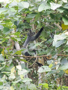 Image of North Sumatran Leaf Monkey