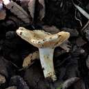 Image of Russula fuegiana Singer 1950