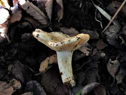 Image of Russula fuegiana Singer 1950